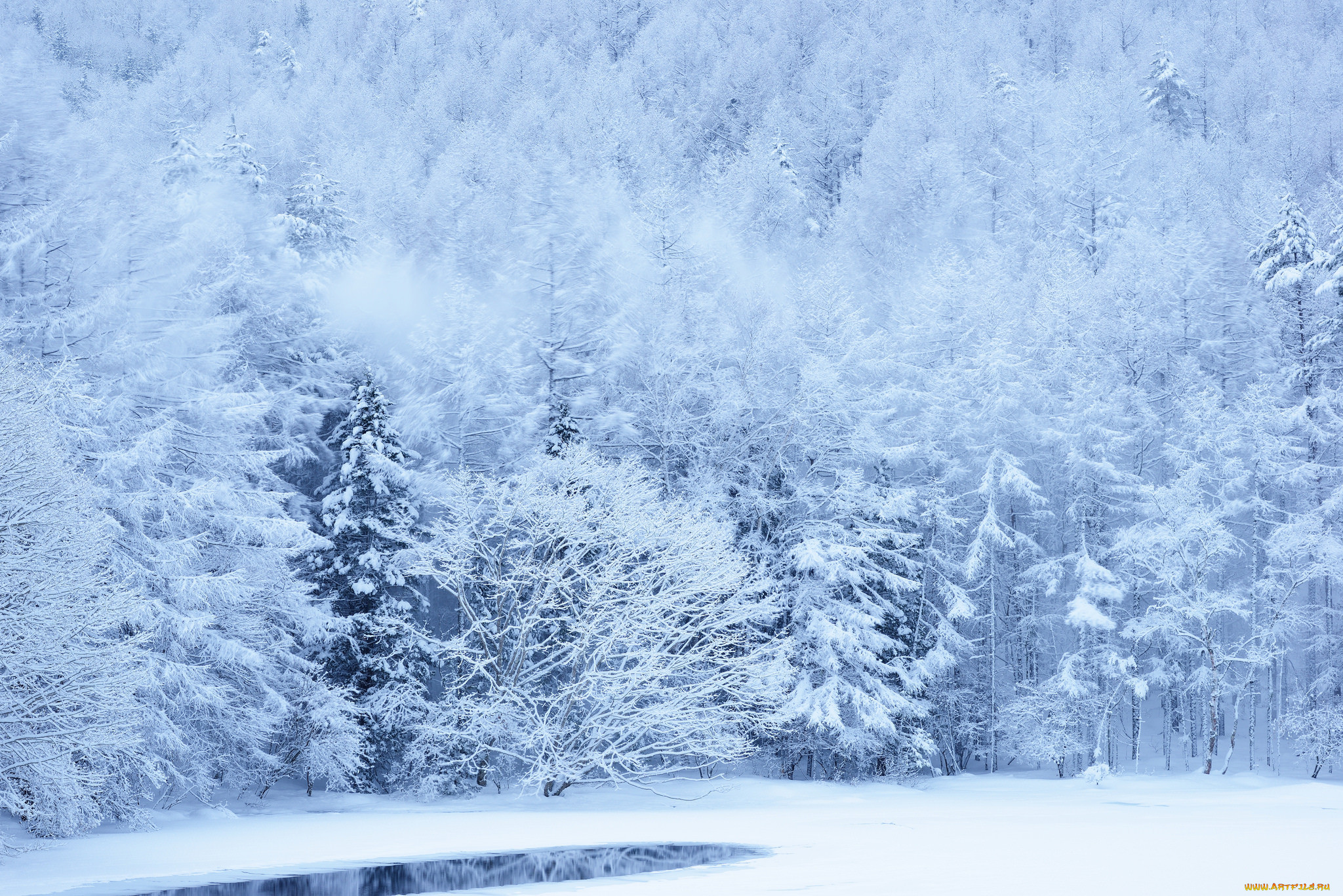 Красивая картинка со снегом. Зима снег. Зимний лес. Фон зима. Снежный лес.